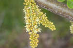 Honey locust